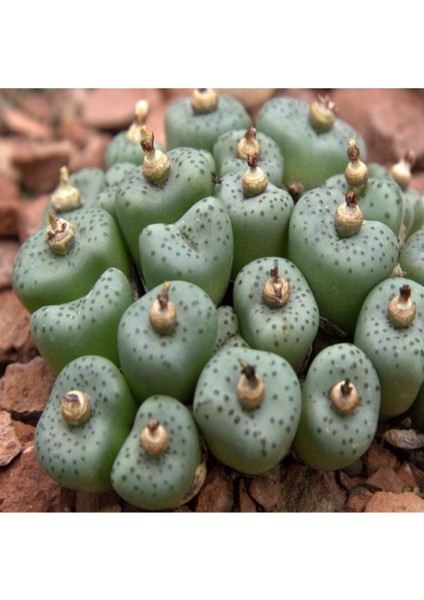 Conophytum Obcordellum Ssp Stenandrum Sukulent Tohumu