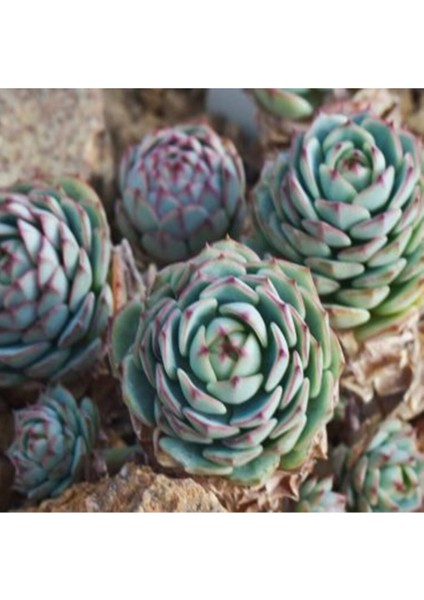 Echeveria Derenbergii Sukulent Tohumu