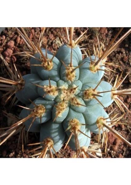 Browningia Hertlingiana Kaktüs Tohumu