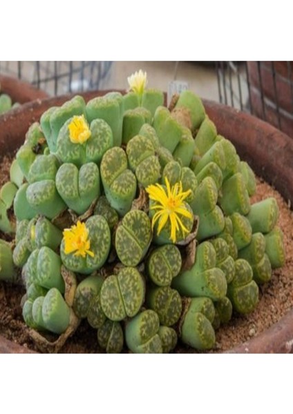 Lithops Bromfieldii Insularis V Sulphurea Sukulent Tohumu