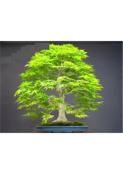 Bodur Japon Redwood Bonzai Ağacı Tohumu 5 Adet Bonsai Ağacı Tohumu
