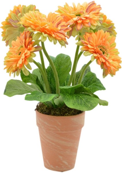 Nadir Karışık Gerbera Çiçeği Tohumu 5 Tohum Çiçek Tohumu fiyatları