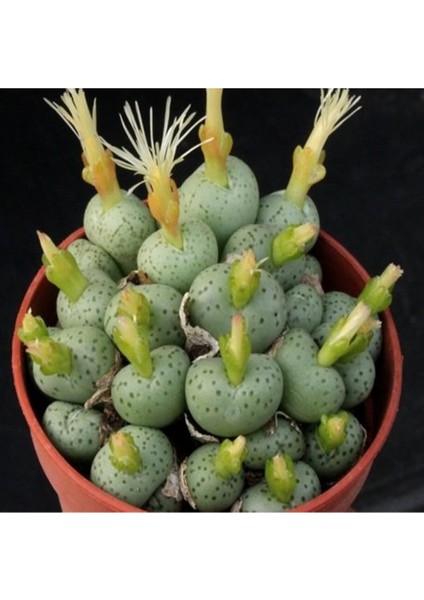 Conophytum Uviforme Sukulent Tohumu