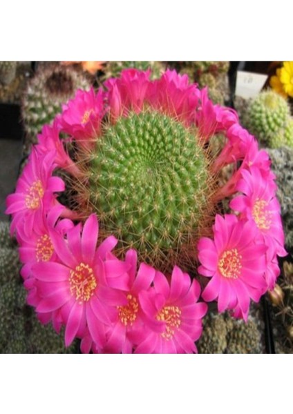 Rebutia Violaciflora Kaktüs Tohumu
