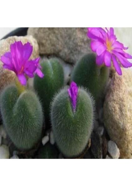 Conophytum Mirabile Sukulent Tohumu