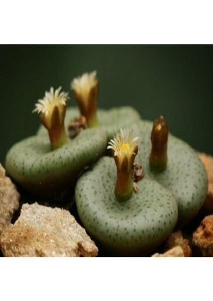 Conophytum Obcordellum ‘giftbergense’ Sukulent Tohumu