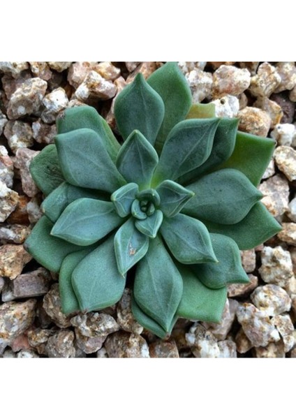 Echeveria Heterosepala Sukulent Tohumu