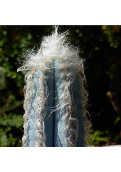 Pilosocereus Leucocephalus Kaktüs Tohumu
