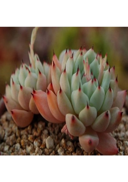 Echeveria Cuspidata V Zaragozae Sukulent Tohumu
