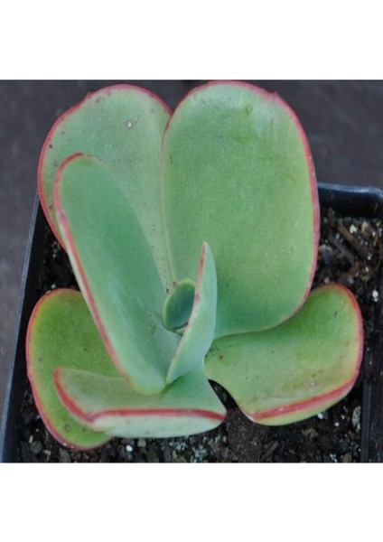 Echeveria Gigantea Sukulent Tohumu