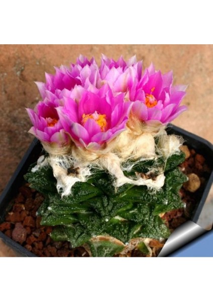 Ariocarpus Bravoanus Kaktüs Tohumu