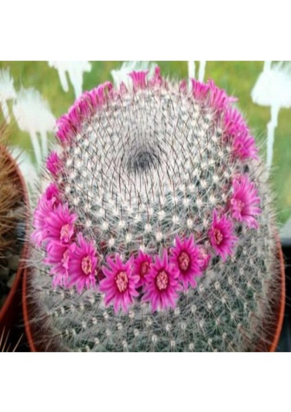 Mammillaria Hahniana Kaktüs Tohumu