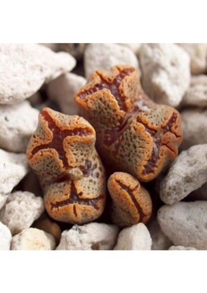 Conophytum Pellucidum Sukulent Tohumu