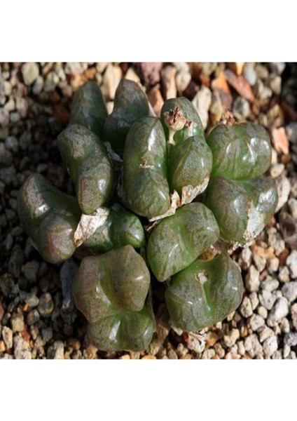 Conophytum Ectypum Sukulent Tohumu