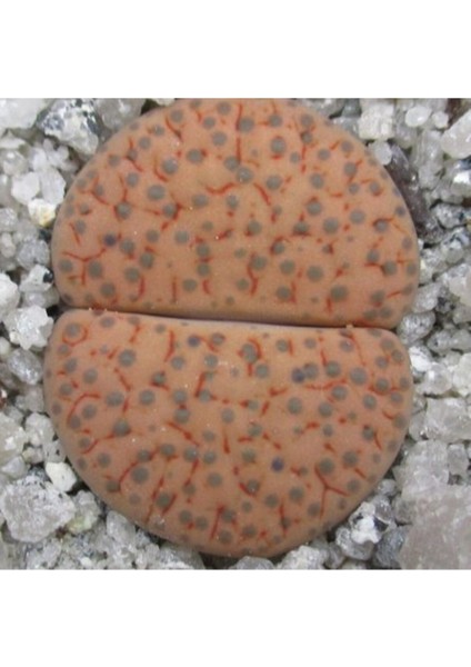 Lithops Fulviceps ‘lydiae’ Sukulent Tohumu