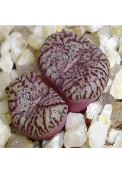 Conophytum Obcordellum Sukulent Tohumu