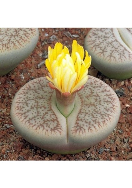 Lithops Pseudotruncatella Sukulent Tohumu