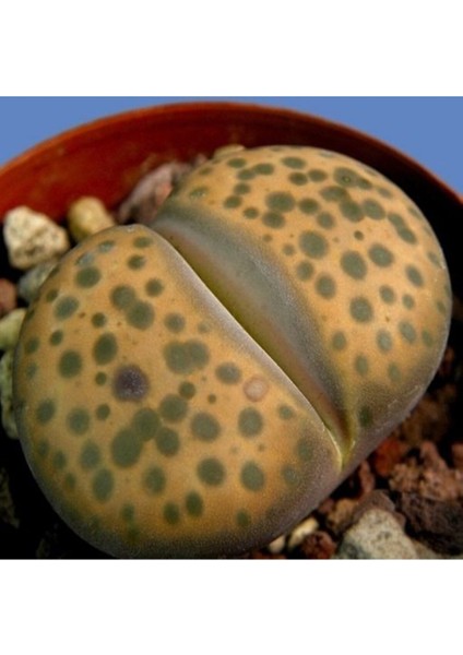Lithops Fulviceps Sukulent Tohumu
