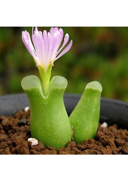 Conophytum Devium Sukulent Tohumu