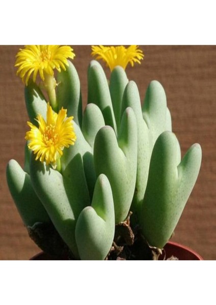 Conophytum Bilobum Sukulent Tohumu