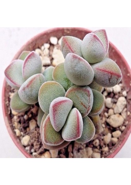 Crassula Sericea Sukulent Tohumu