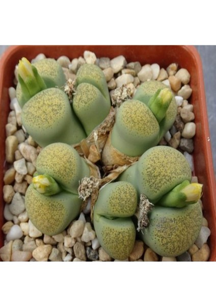 Lithops Terricolor ‘speckled Gold’ Sukulent Tohumu
