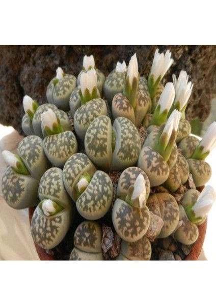 Lithops Karasmontana Ssp Bella Sukulent Tohumu
