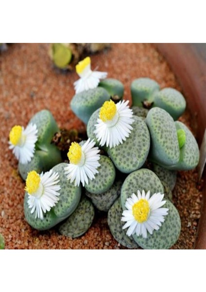 Lithops Fulviceps ‘aurea’ Sukulent Tohumu