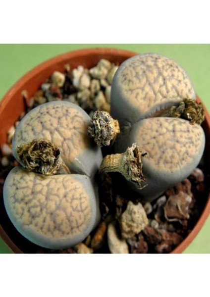Lithops Verruculosa V. Glabra Sukulent Tohumu
