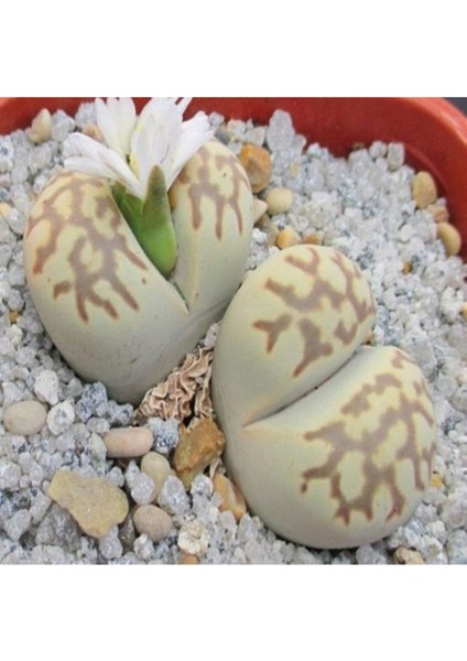 Lithops Julii Ssp Fulleri V Brunnea Sukulent Tohumu