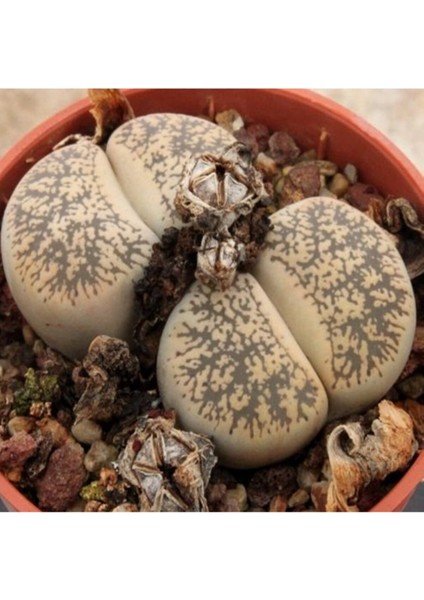 Lithops Lesliei V Burchellii Sukulent Tohumu