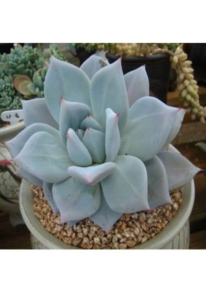 Echeveria Colorata ‘mexican Giant’ Sukulent Tohumu