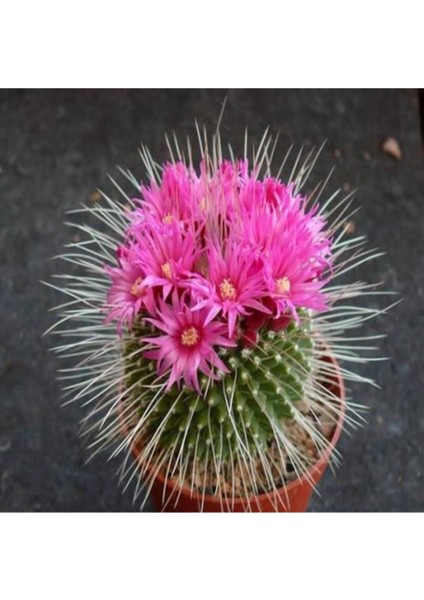 Mammillaria Spinosissima Kaktüs Tohumu