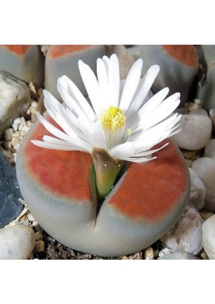 Lithops Karasmontana Sukulent Tohumu
