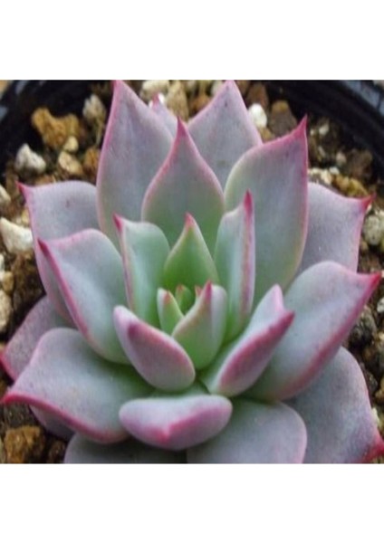 Echeveria Sp Real De Catorce Sukulent Tohumu