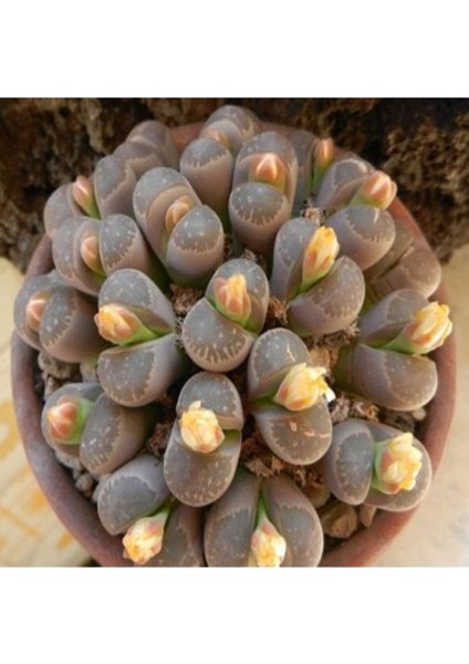 Lithops Olivaceae V. Nebrownii Sukulent Tohumu
