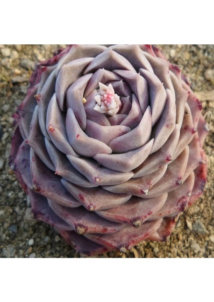 Echeveria Hyalina Sukulent Tohumu