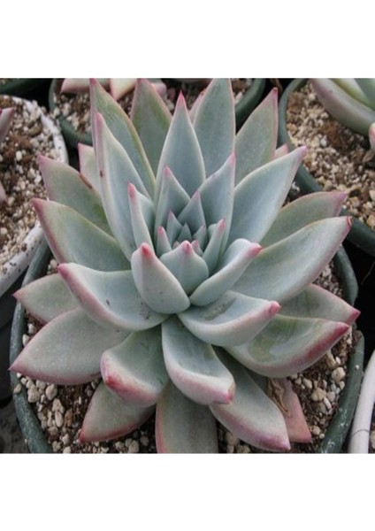 Echeveria Colorata – Tapalpa Sukulent Tohumu