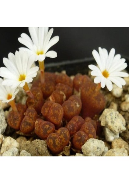 Conophytum Pellucidum Ssp Cupreatum Sukulent Tohumu