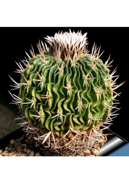 Stenocactus Obvallatus Kaktüs Tohumu