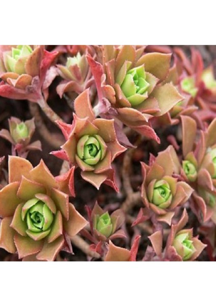 Aeonium Decorum Sukulent Tohumu