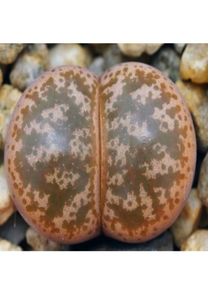 Lithops Coleorum Sukulent Tohumu