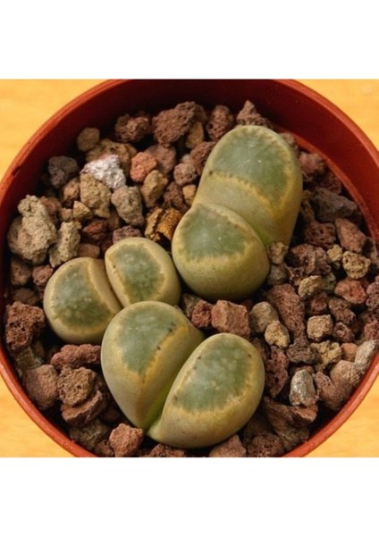 Lithops Geyeri Sukulent Tohumu