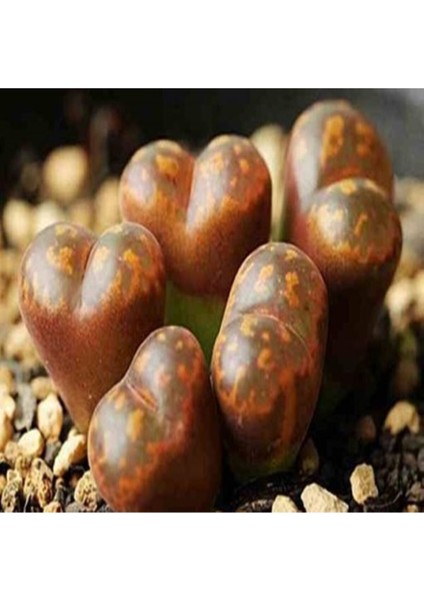 Conophytum Lithopsoides Sukulent Tohumu