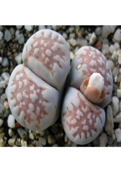 Lithops Julii (Littlewoodii) Sukulent Tohumu