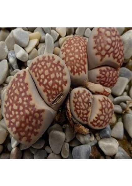 Lithops Julii ‘harlequin’ Sukulent Tohumu
