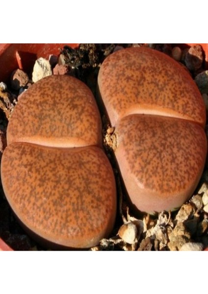 Lithops Lesliei Sukulent Tohumu