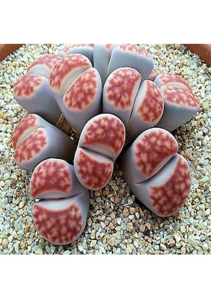 Lithops Karasmontana ‘sumitatum’ Sukulent Tohumu