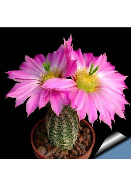 Hedgehog Cactus Kaktüs Tohumu