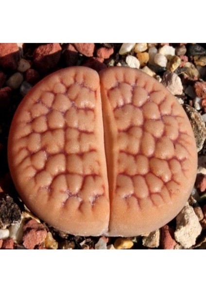 Lithops Hookeri V. Lutea Sukulent Tohumu